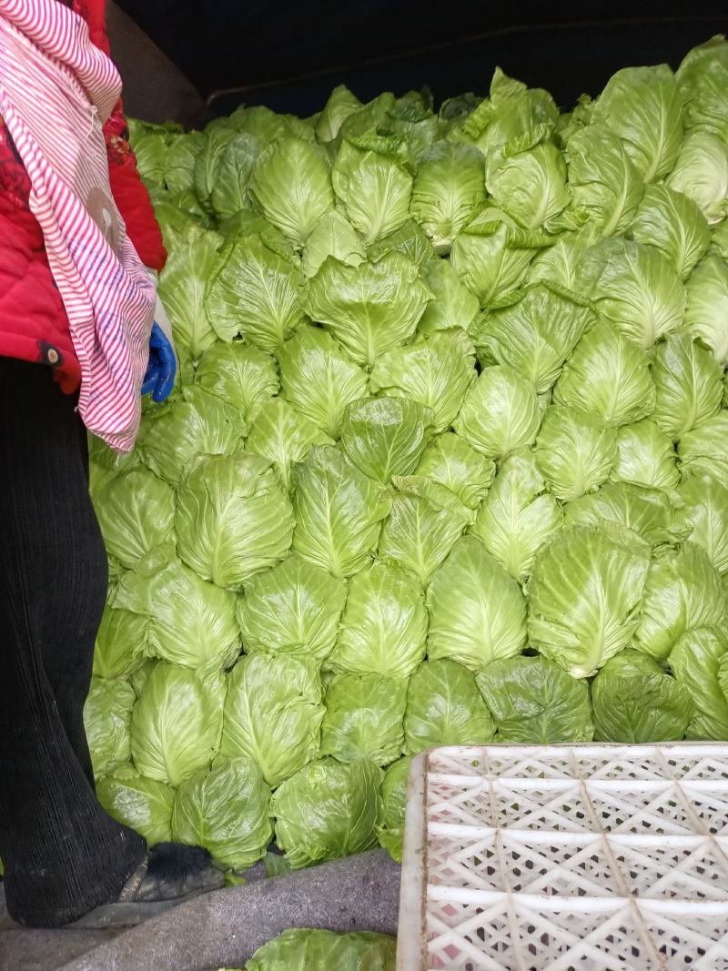 甘蓝，包菜，牛心包菜，圆包菜，代发全国，诚信代发