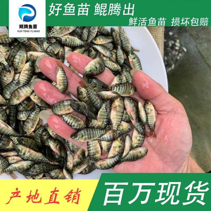 鱼苗罗非鱼鲲腾鱼苗好鱼苗鲲腾出产地直销百万现货