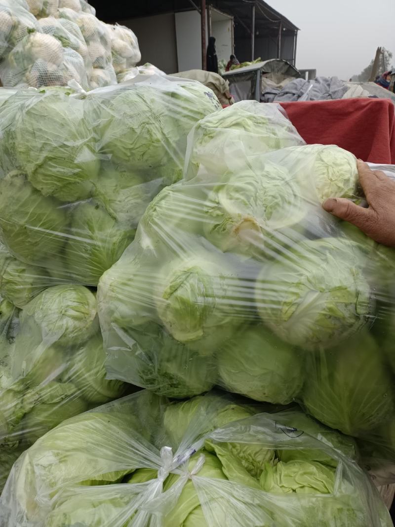 甘蓝，包菜，牛心包菜，圆包菜，代发全国，诚信代发
