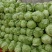 甘蓝，包菜，牛心包菜，圆包菜，代发全国，诚信代发