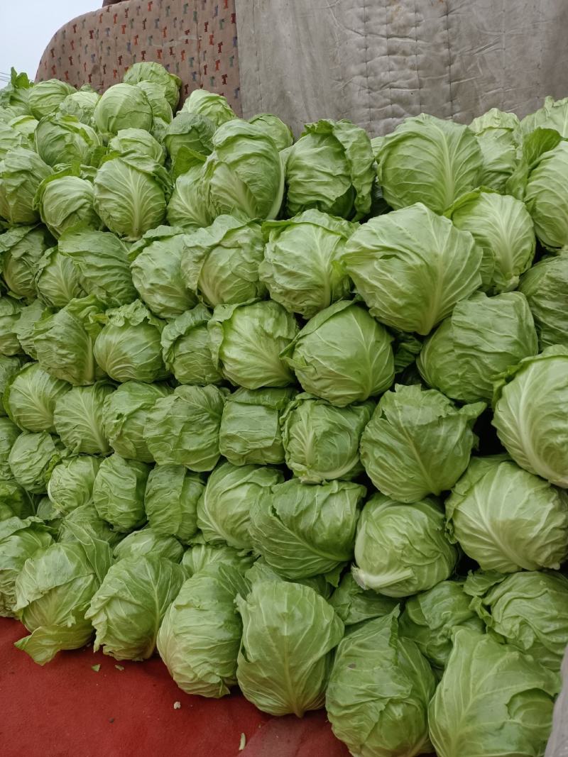 甘蓝，包菜，牛心包菜，圆包菜，代发全国，诚信代发
