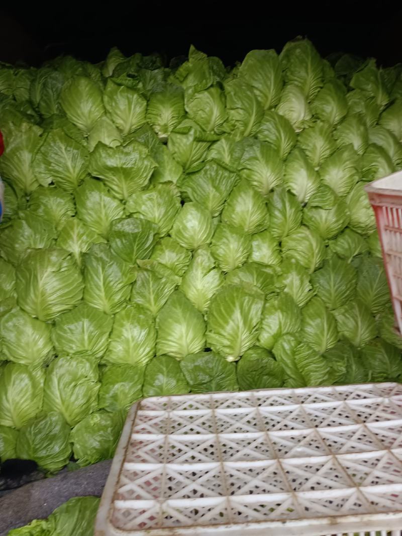 甘蓝，包菜，牛心包菜，圆包菜，代发全国，诚信代发