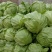 甘蓝，包菜，牛心包菜，圆包菜，代发全国，诚信代发
