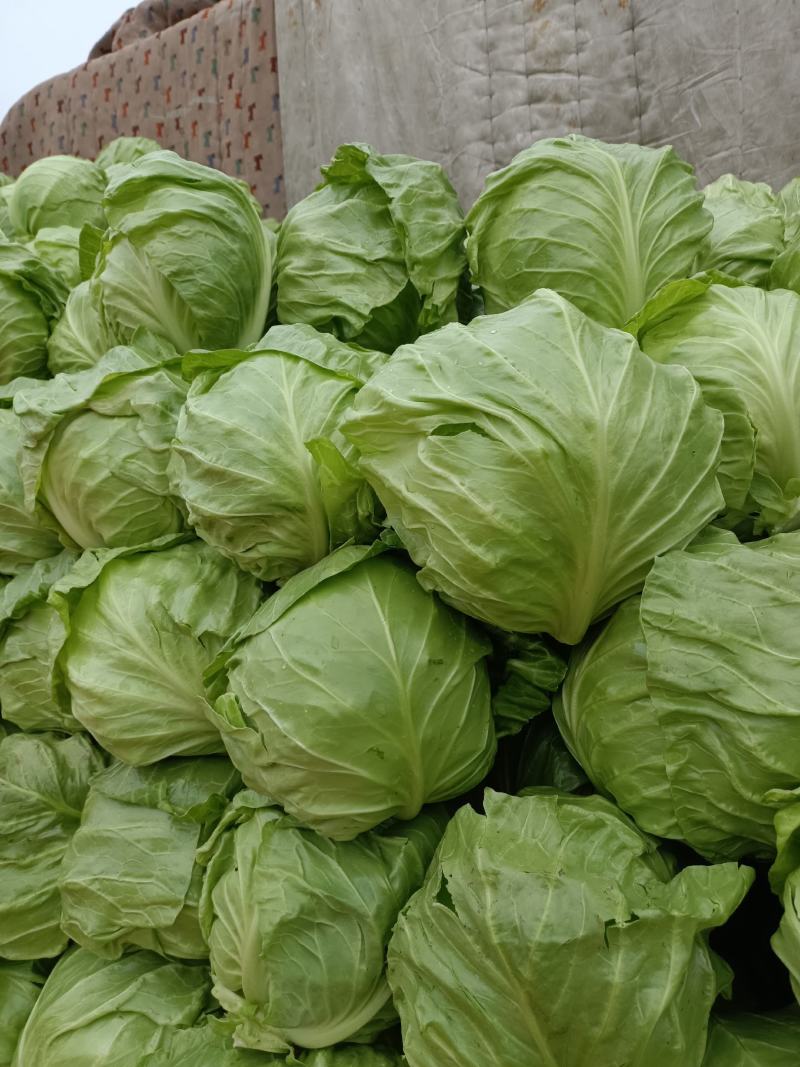 甘蓝，包菜，牛心包菜，圆包菜，代发全国，诚信代发