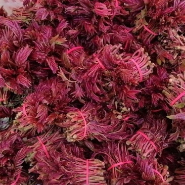 大竹县石河红香椿二茬红香椿