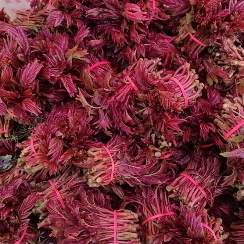 大竹县石河红香椿二茬红香椿
