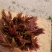 大竹县石河红香椿二茬红香椿