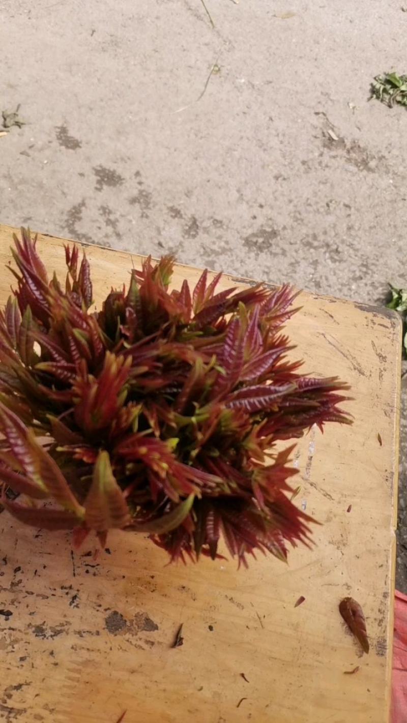大竹县石河红香椿二茬红香椿