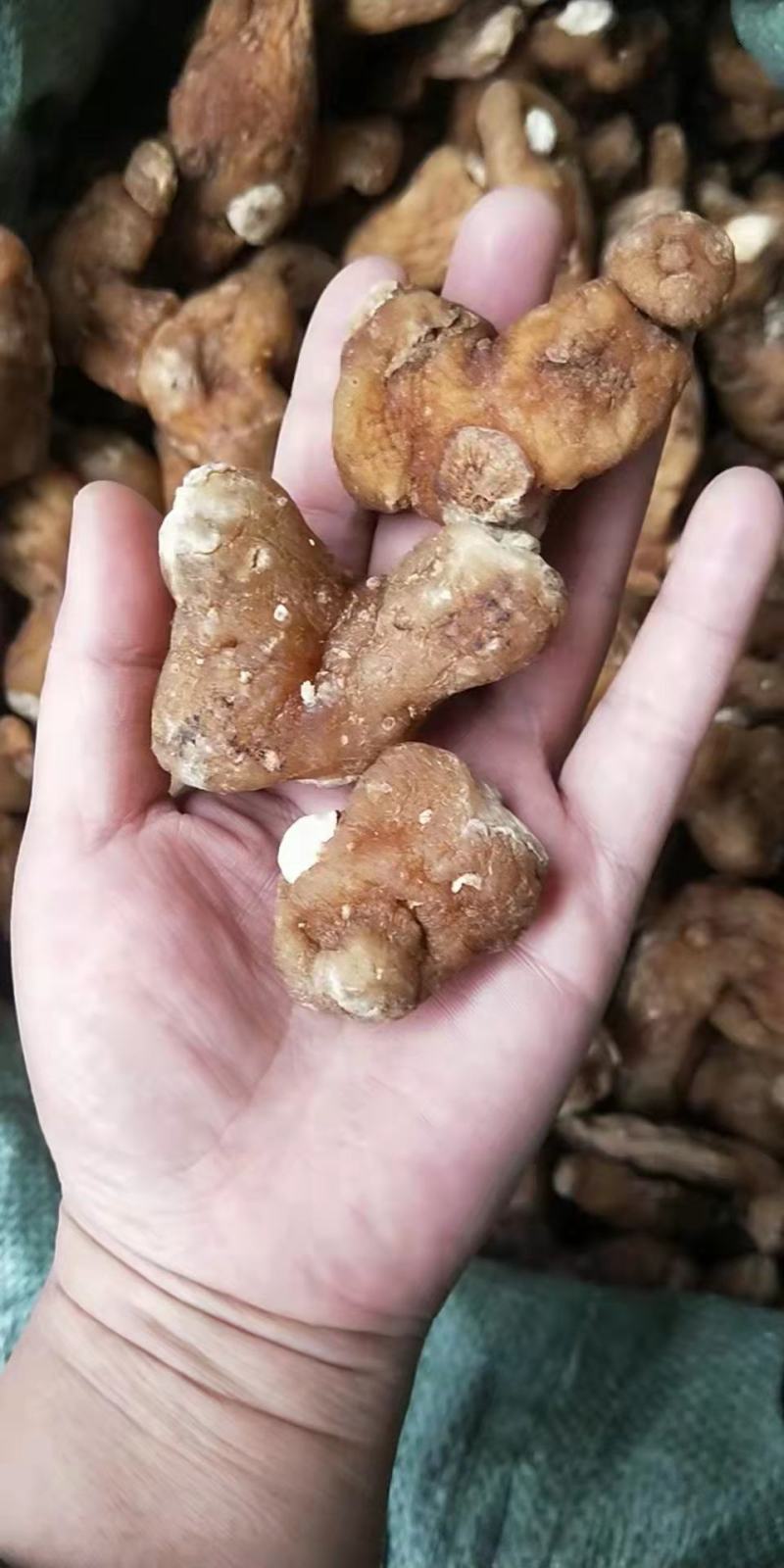 云南黄精个有大货云南黄精个有大货云南黄精个有大货