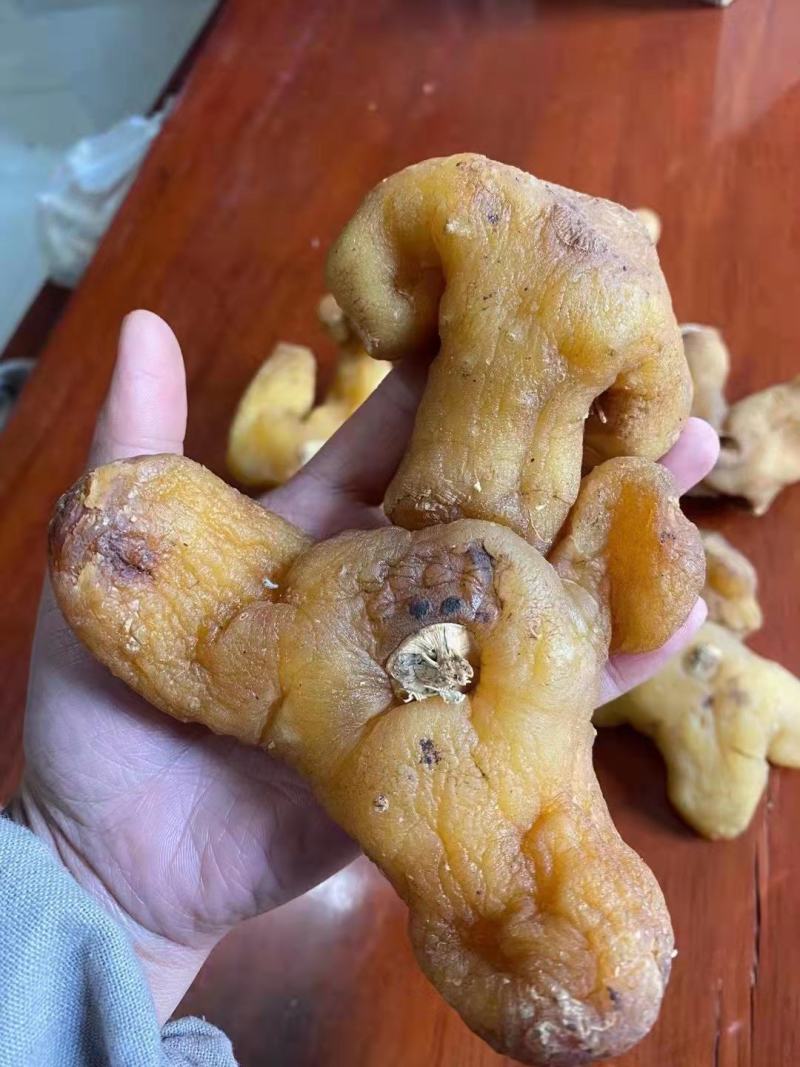 云南黄精个有大货云南黄精个有大货云南黄精个有大货