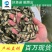 鱼苗吉富罗非鱼好鱼苗鲲腾出鲲腾鱼苗产地直销百万现货