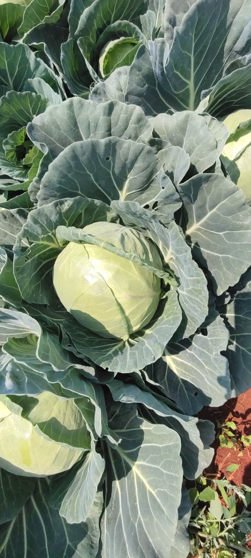 （热销）云南新鲜圆包菜