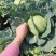 （热销）云南新鲜圆包菜