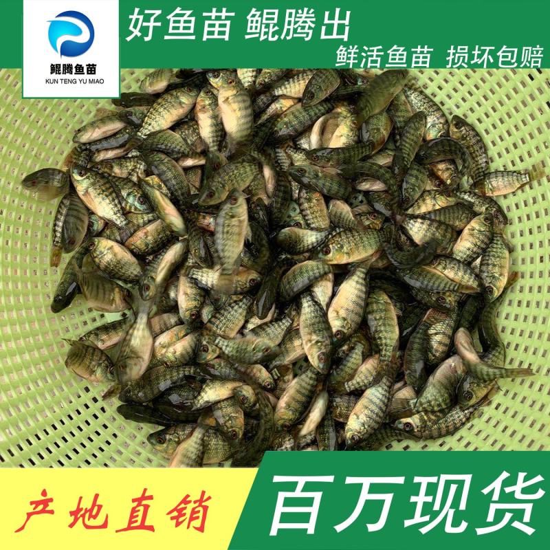 鱼苗尼罗非鱼好鱼苗鲲腾出鲲腾鱼苗产地直销百万现货