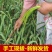 富平头茬红帽蒜苔白长鲜嫩不泡水每天新鲜采摘