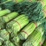 富平头茬红帽蒜苔白长鲜嫩不泡水每天新鲜采摘