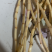 茅根