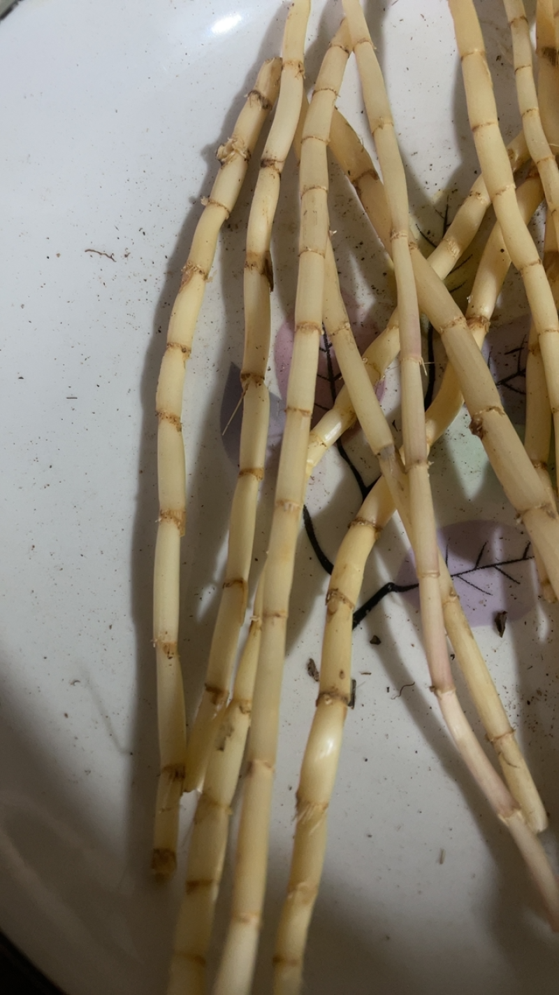 茅根