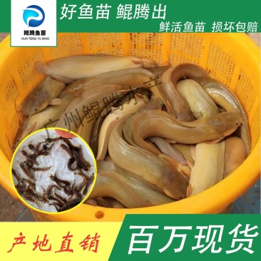 塘角鱼苗鲲腾鱼苗好鱼苗鲲腾出产地直销百万现货