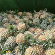 河口香水菠萝中价菠萝代收供货量大产地直发全国发货