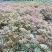 红油香椿苗，正宗四季椿芽树苗，香椿苗，香椿小苗，香椿大苗
