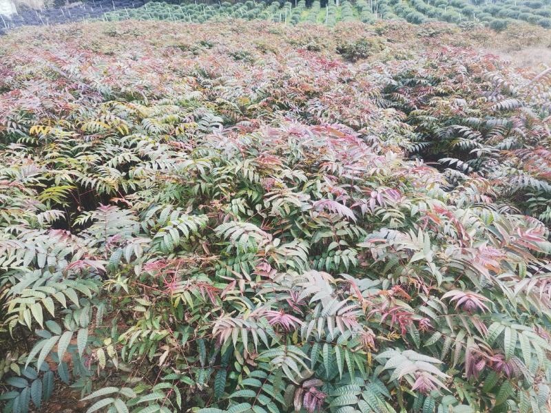 红油香椿苗，正宗四季椿芽树苗，香椿苗，香椿小苗，香椿大苗