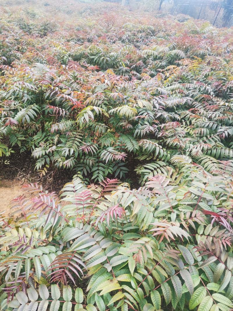 红油香椿苗，正宗四季椿芽树苗，香椿苗，香椿小苗，香椿大苗