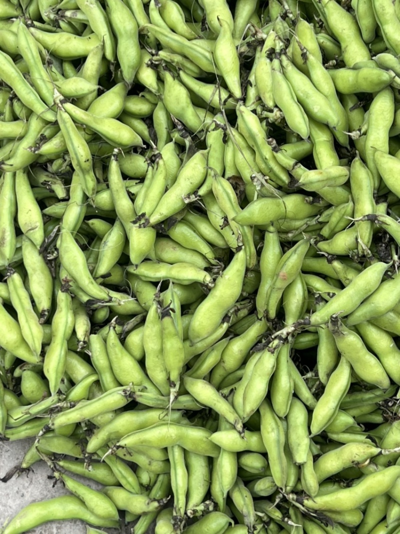 四川大白蚕豆，有需要的联系，