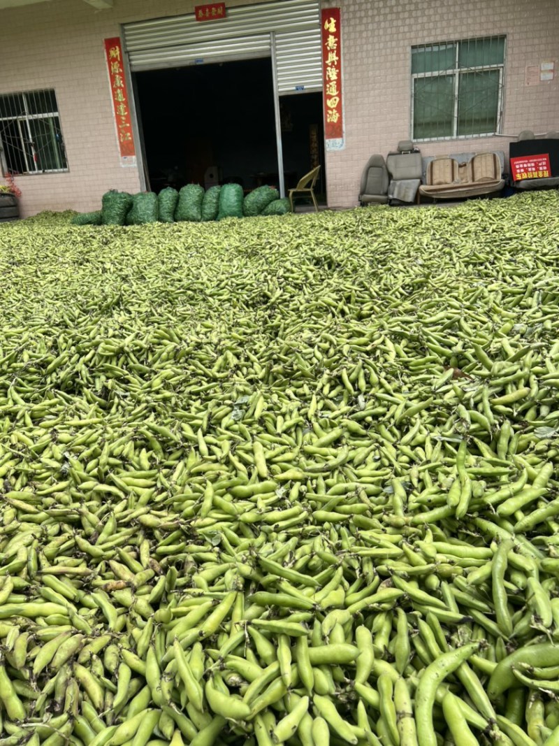 四川大白蚕豆，有需要的联系，