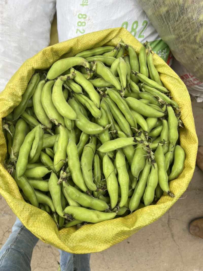 四川大白蚕豆，有需要的联系，