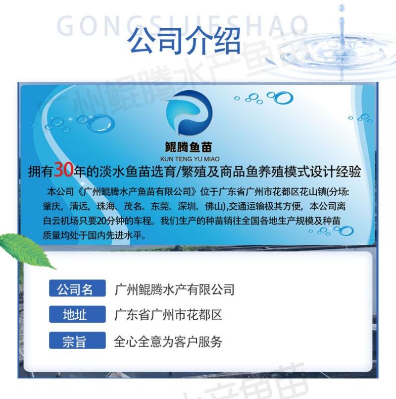 鱼苗三黄塘角鱼苗好鱼苗鲲出鲲腾鱼苗产地直销百万现货
