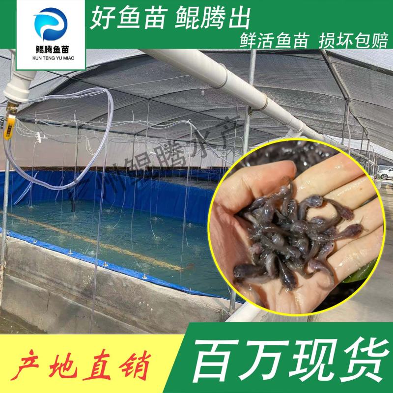 鱼苗三黄塘角鱼苗好鱼苗鲲出鲲腾鱼苗产地直销百万现货