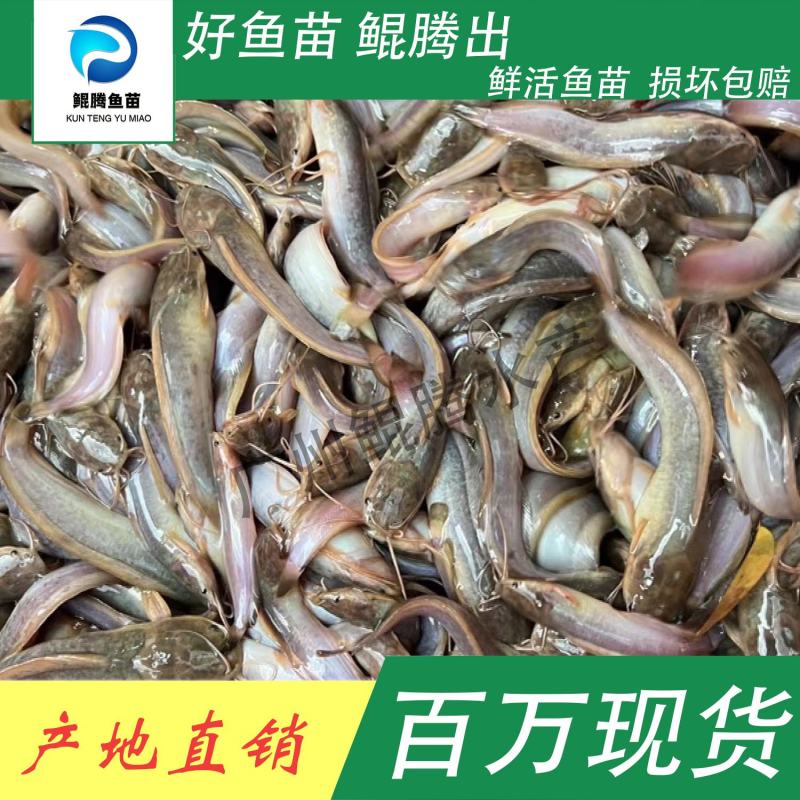 鱼苗三黄塘角鱼苗好鱼苗鲲出鲲腾鱼苗产地直销百万现货