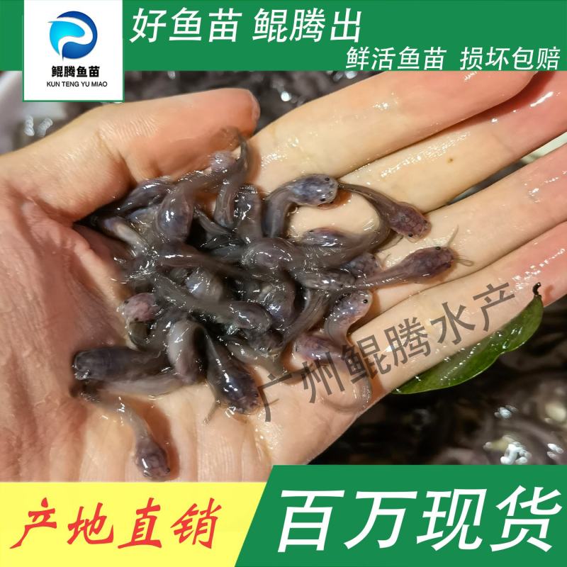 鱼苗三黄塘角鱼苗好鱼苗鲲出鲲腾鱼苗产地直销百万现货