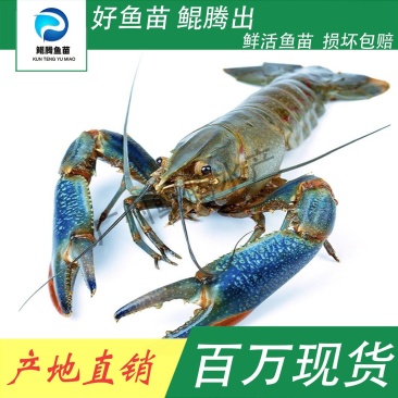 虾苗澳洲龙虾鲲腾鱼苗好鱼苗鲲腾出产地直销百万现货