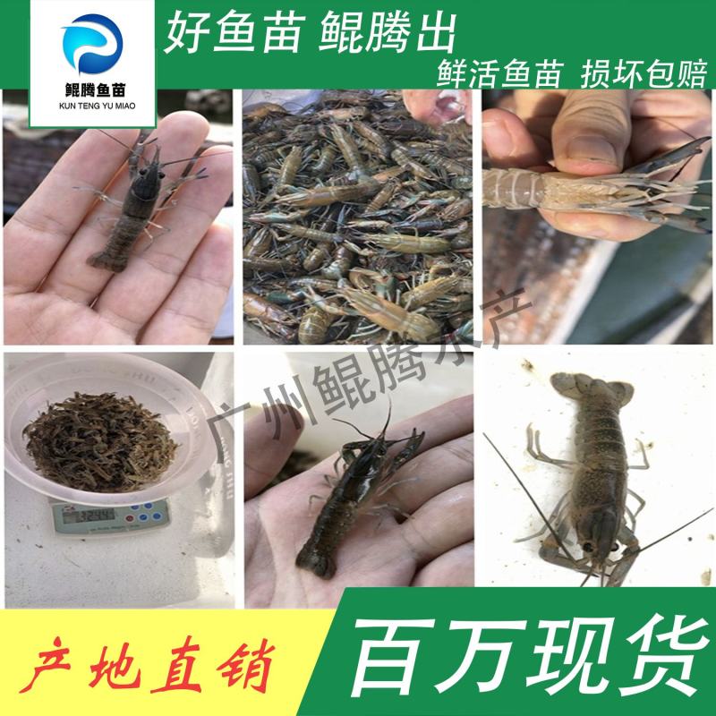 虾苗澳洲龙虾鲲腾鱼苗好鱼苗鲲腾出产地直销百万现货