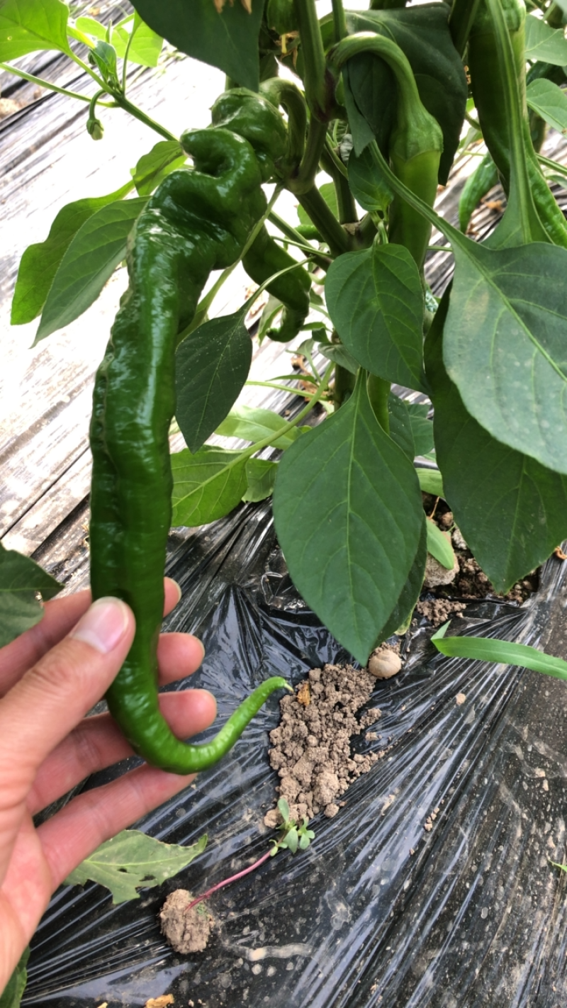 阎良精品螺丝椒