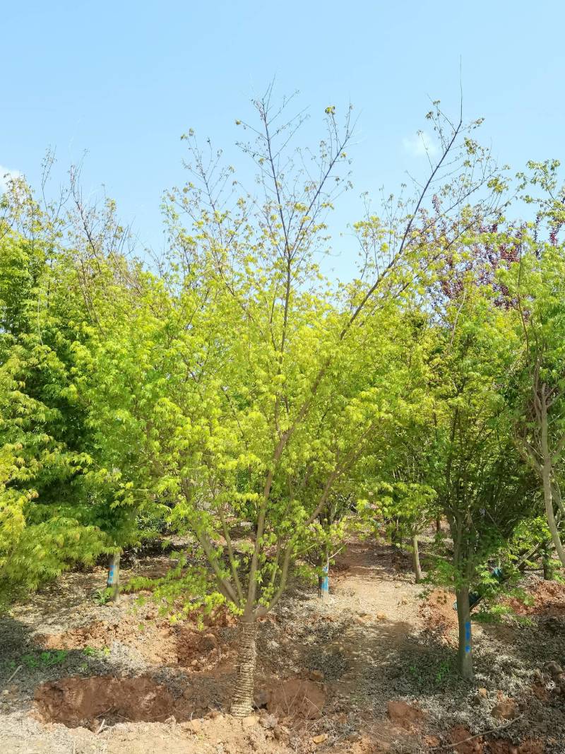 苗圃供应花灌木鸡爪槭精品鸡爪槭规格齐全量大从优批发
