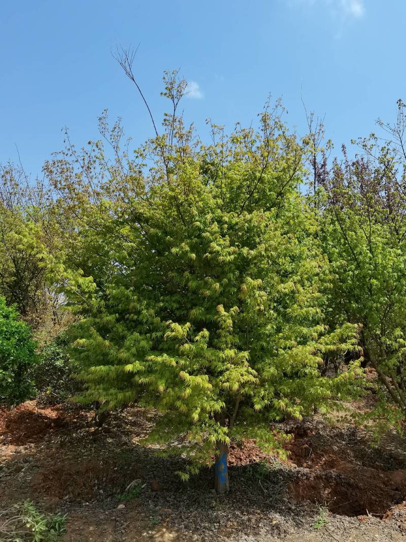 苗圃供应花灌木鸡爪槭精品鸡爪槭规格齐全量大从优批发