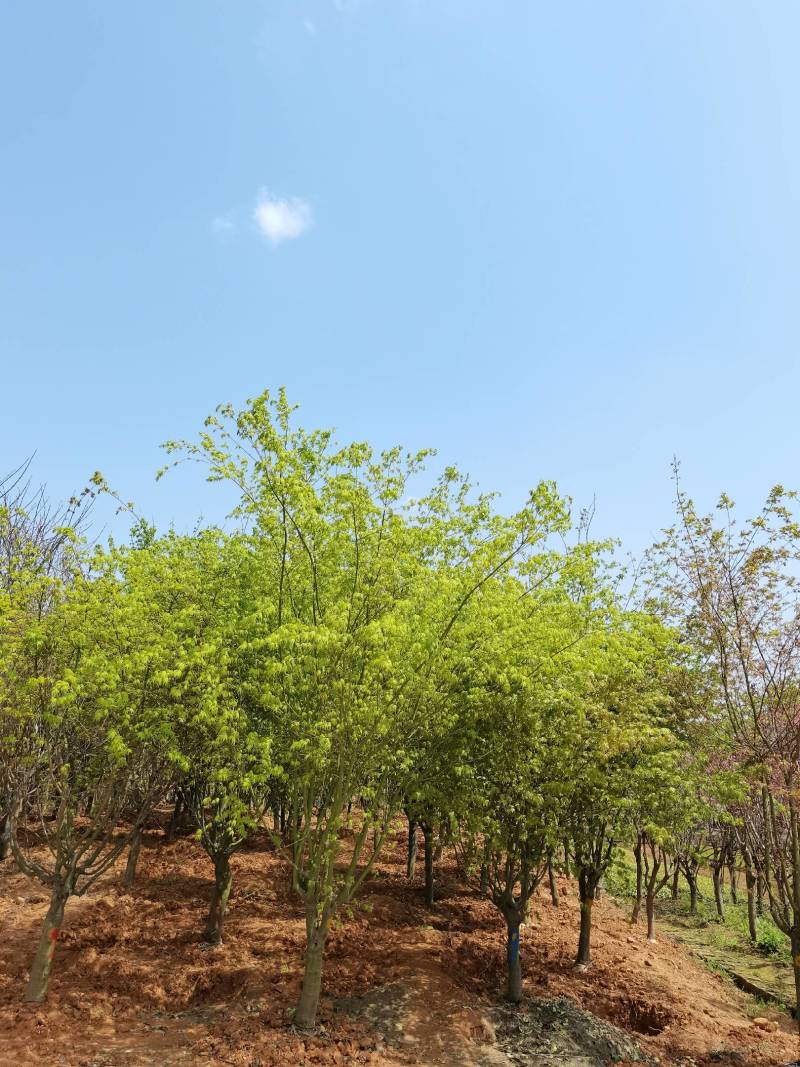 苗圃供应花灌木鸡爪槭精品鸡爪槭规格齐全量大从优批发