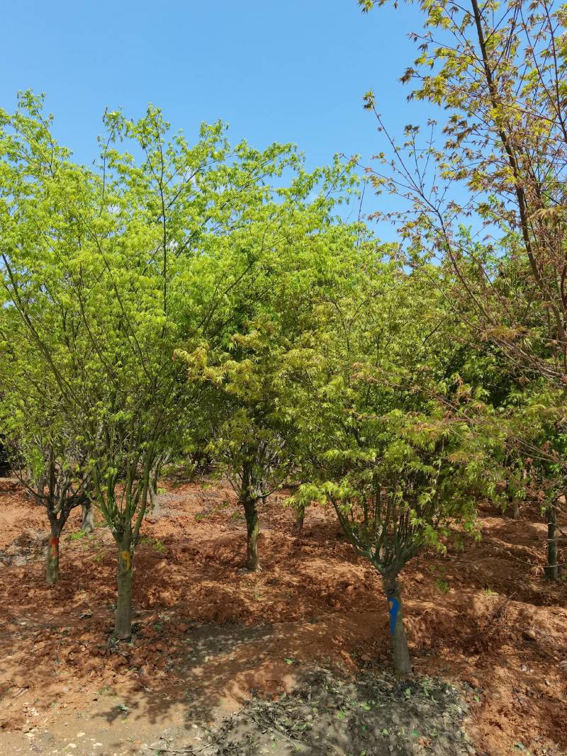 苗圃供应花灌木鸡爪槭精品鸡爪槭规格齐全量大从优批发