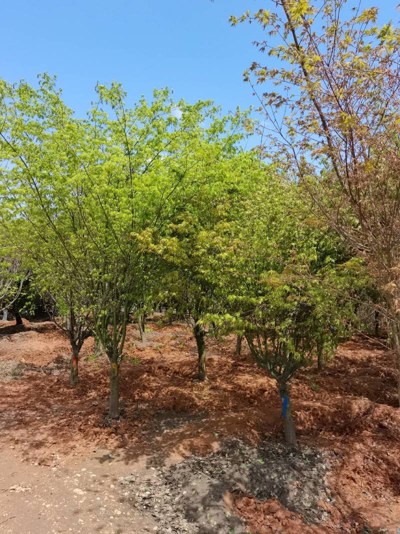 苗圃供应花灌木鸡爪槭精品鸡爪槭规格齐全量大从优批发