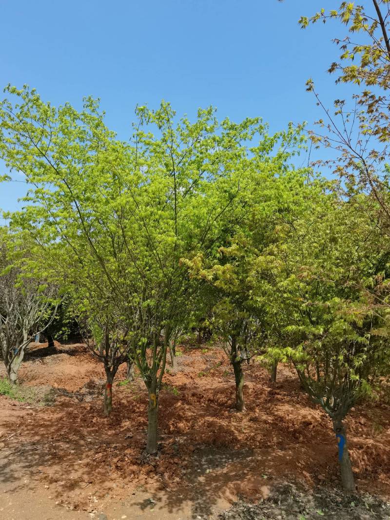 苗圃供应花灌木鸡爪槭精品鸡爪槭规格齐全量大从优批发