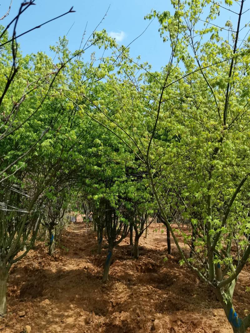 苗圃供应花灌木鸡爪槭精品鸡爪槭规格齐全量大从优批发