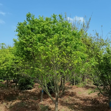 苗圃供应花灌木鸡爪槭精品鸡爪槭规格齐全量大从优批发