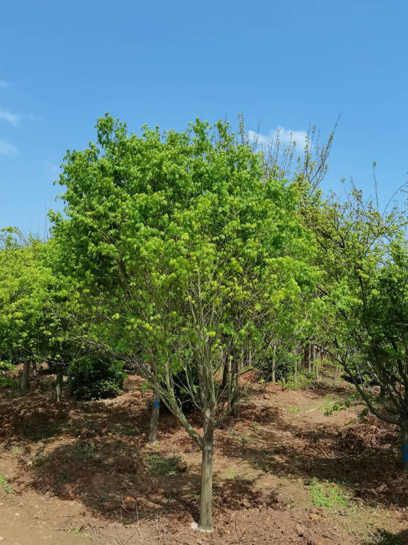 苗圃供应花灌木鸡爪槭精品鸡爪槭规格齐全量大从优批发