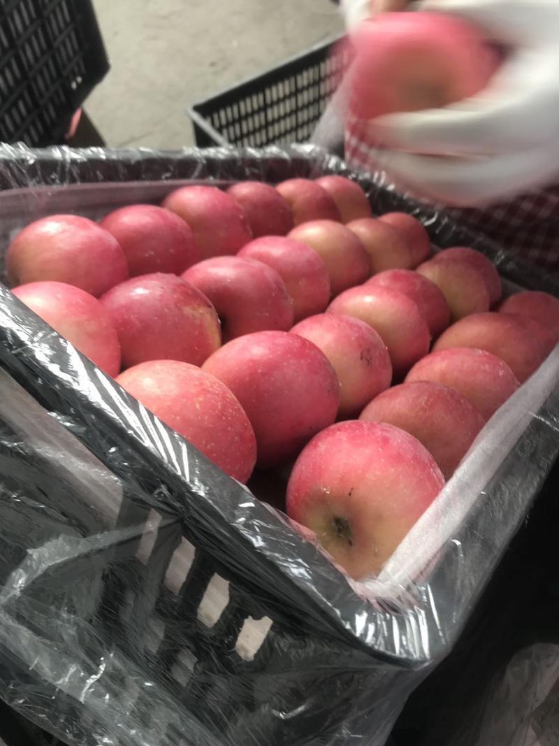 山地苹果产地直销红富士苹果，甜脆可口，欢迎老板前来洽谈
