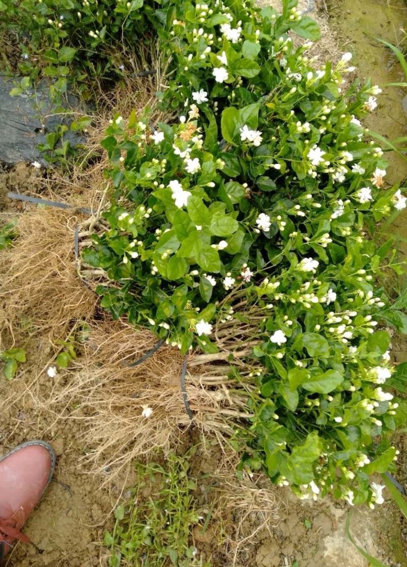 2年茉莉花苗，直接可以下单包邮大量有货，