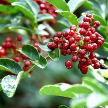 陕西韩城合阳华州鲜花椒（青花椒）次椒，支持各种交易
