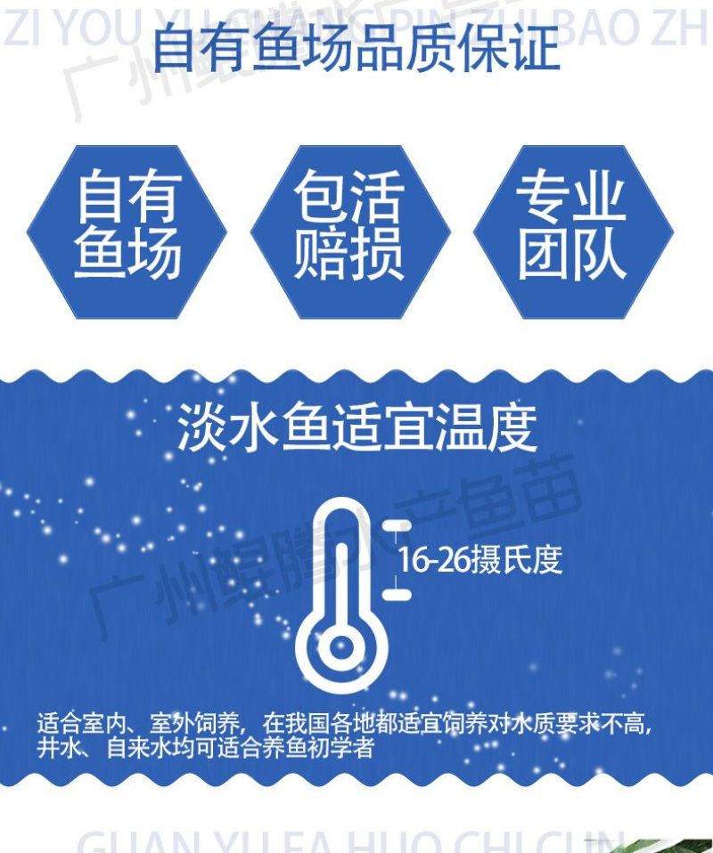 真泥鳅苗鲲腾鱼苗好鱼苗鲲腾出产地直销百万现货